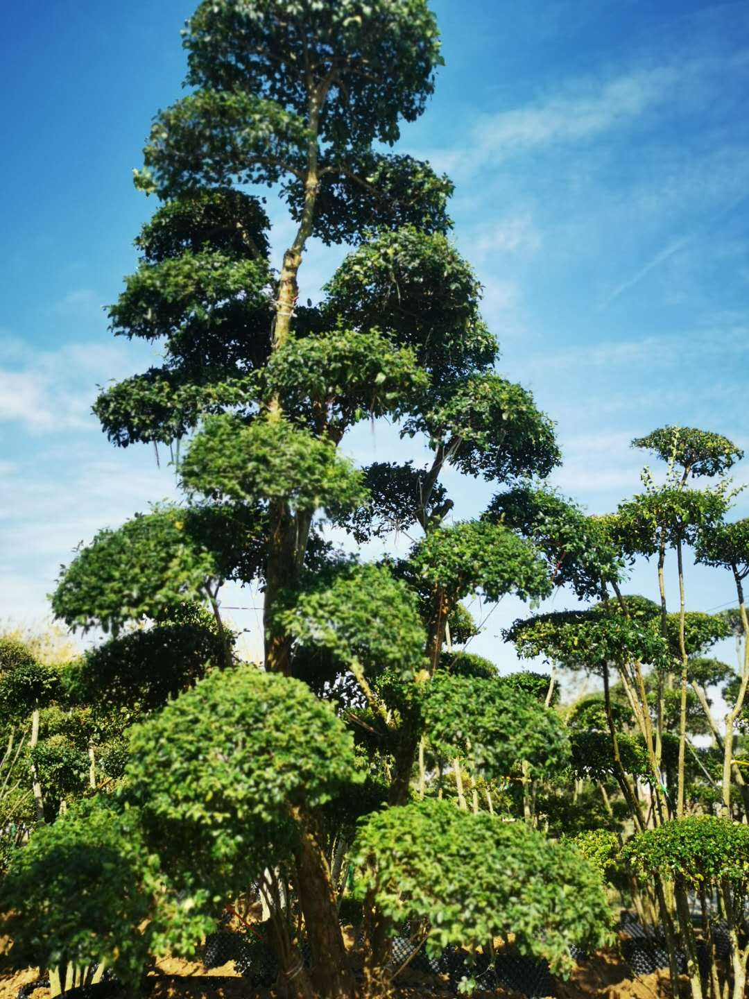 阜阳皖西北花木城出售小叶女贞造型树