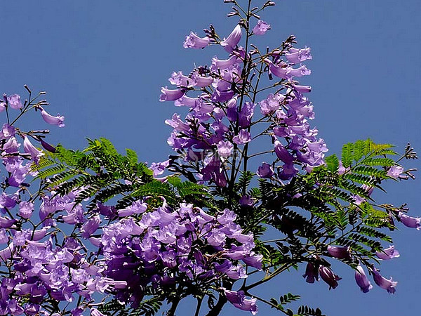供应蓝花楹和蓝花楹苗和广西紫薇树桩花木部