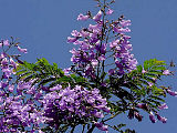 供应蓝花楹和蓝花楹苗和广西紫薇树桩花木部