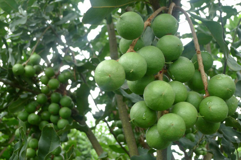 供应坚果苗和玉林夏威夷果苗六大品种简述