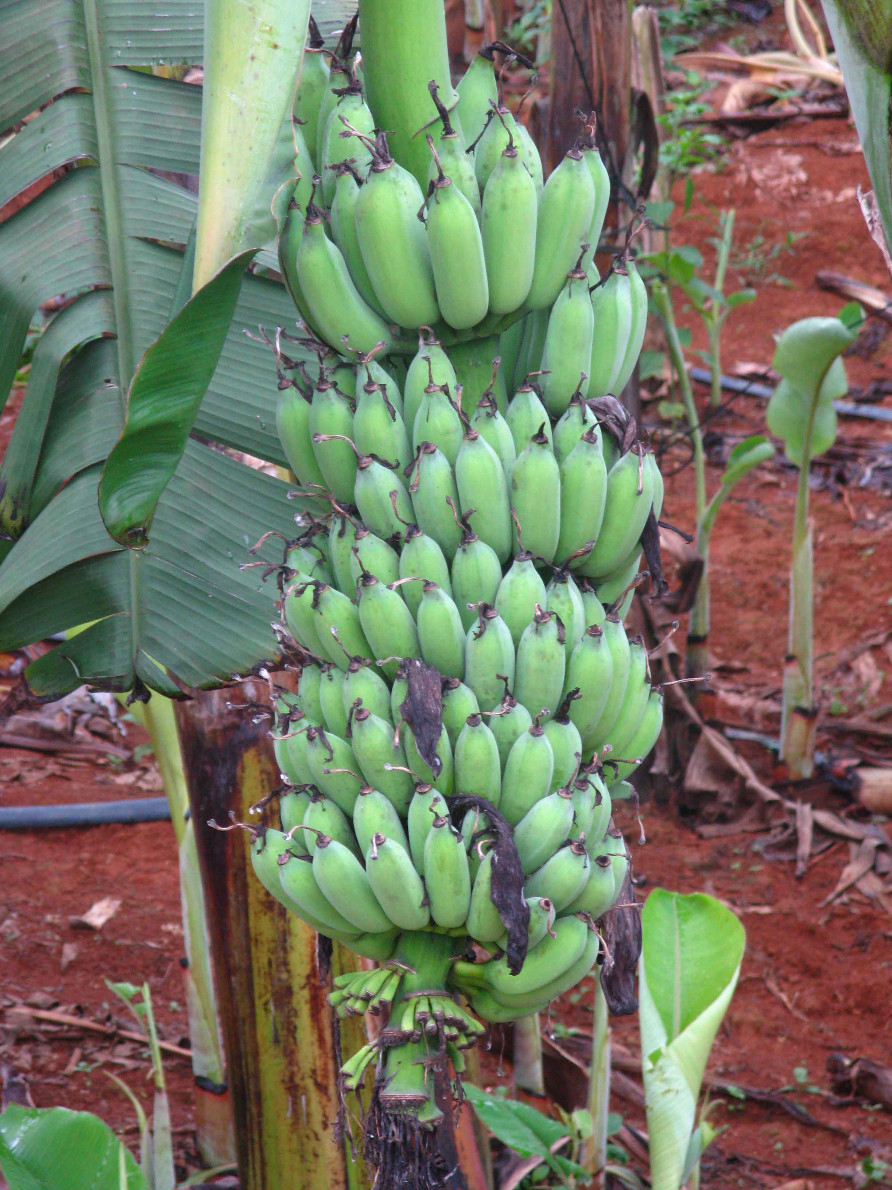 供应广西粉蕉苗香蕉苗 玉林西贡蕉苗芭蕉苗种苗站