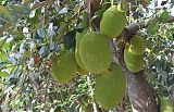 供应菠萝蜜苗和木菠萝苗和玉林菠萝树品种介绍;