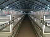 鸡笼鸭笼笼养设备养殖机械肉鸡鸡笼山东金石农牧机械;