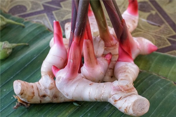 供应广西南姜和大肉姜高良姜种植基地